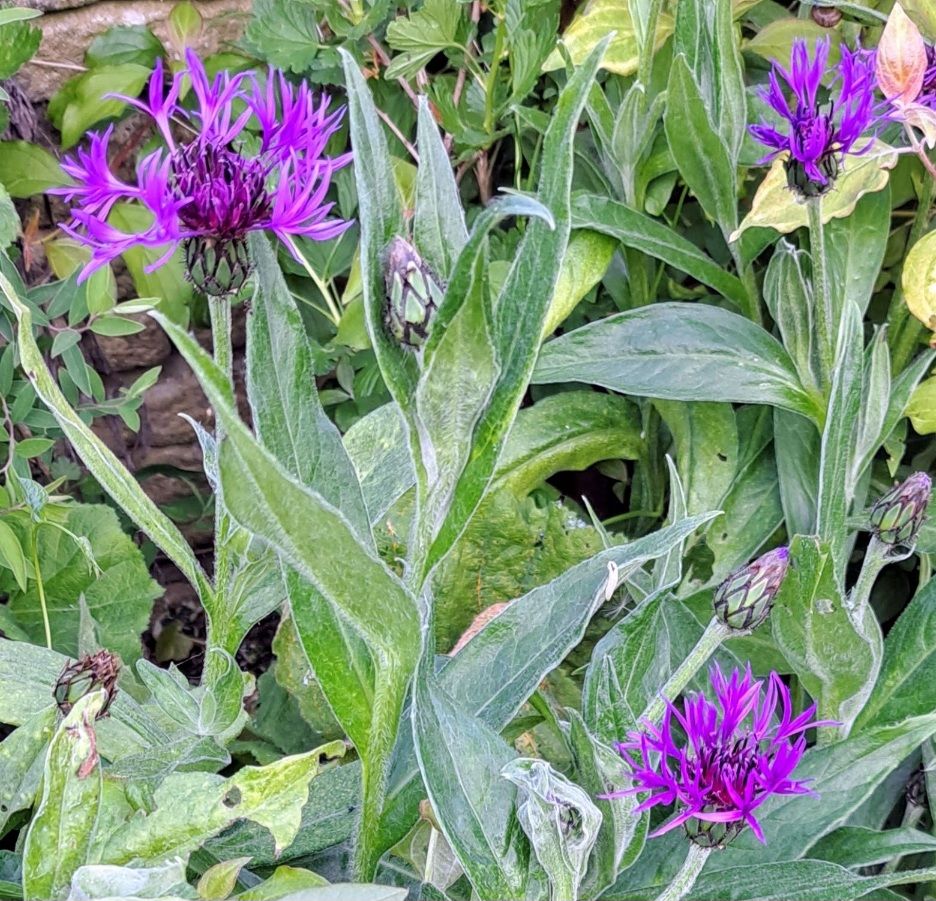 Perennial Cornflower - Centaura Montana - vibrant blue flowers arranged in a whorl around a darker pointed centre