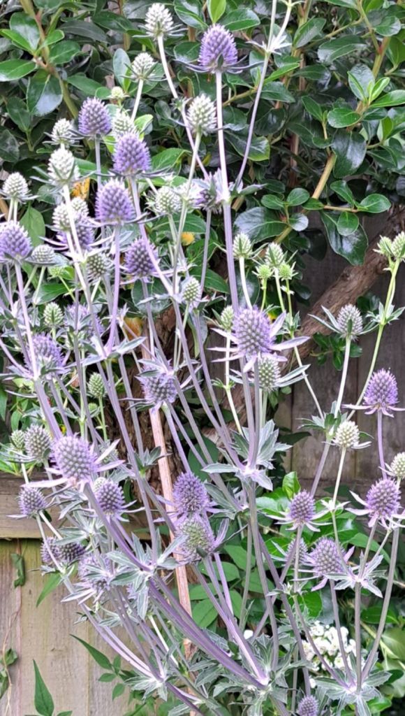 Eryngium - Steely blue thistle like flowers with a base of thin strap like petals.