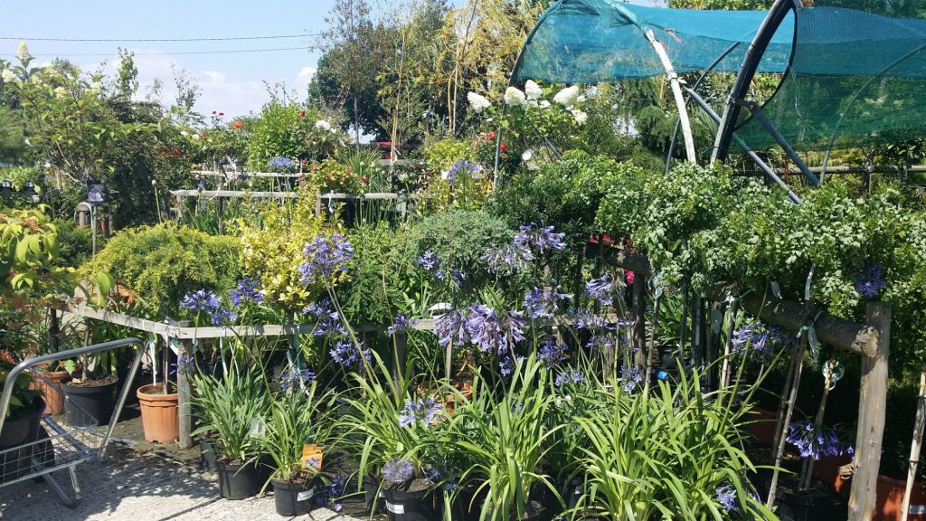 Beautiful deep blue spikes Agapanthus ready for selling