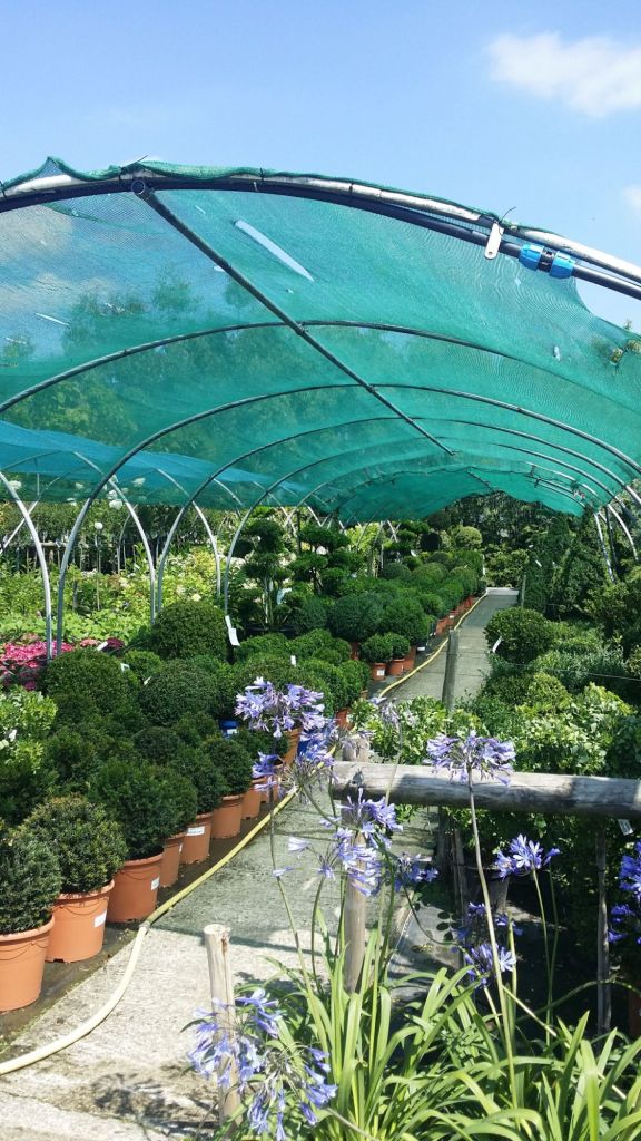Polytunnel frame in midsummer full to the brim with plants