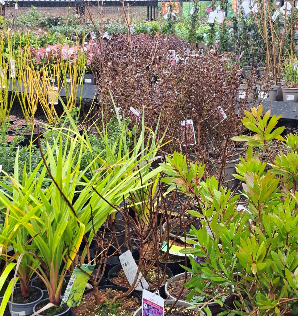 Healthy early spring seasonal shrubs