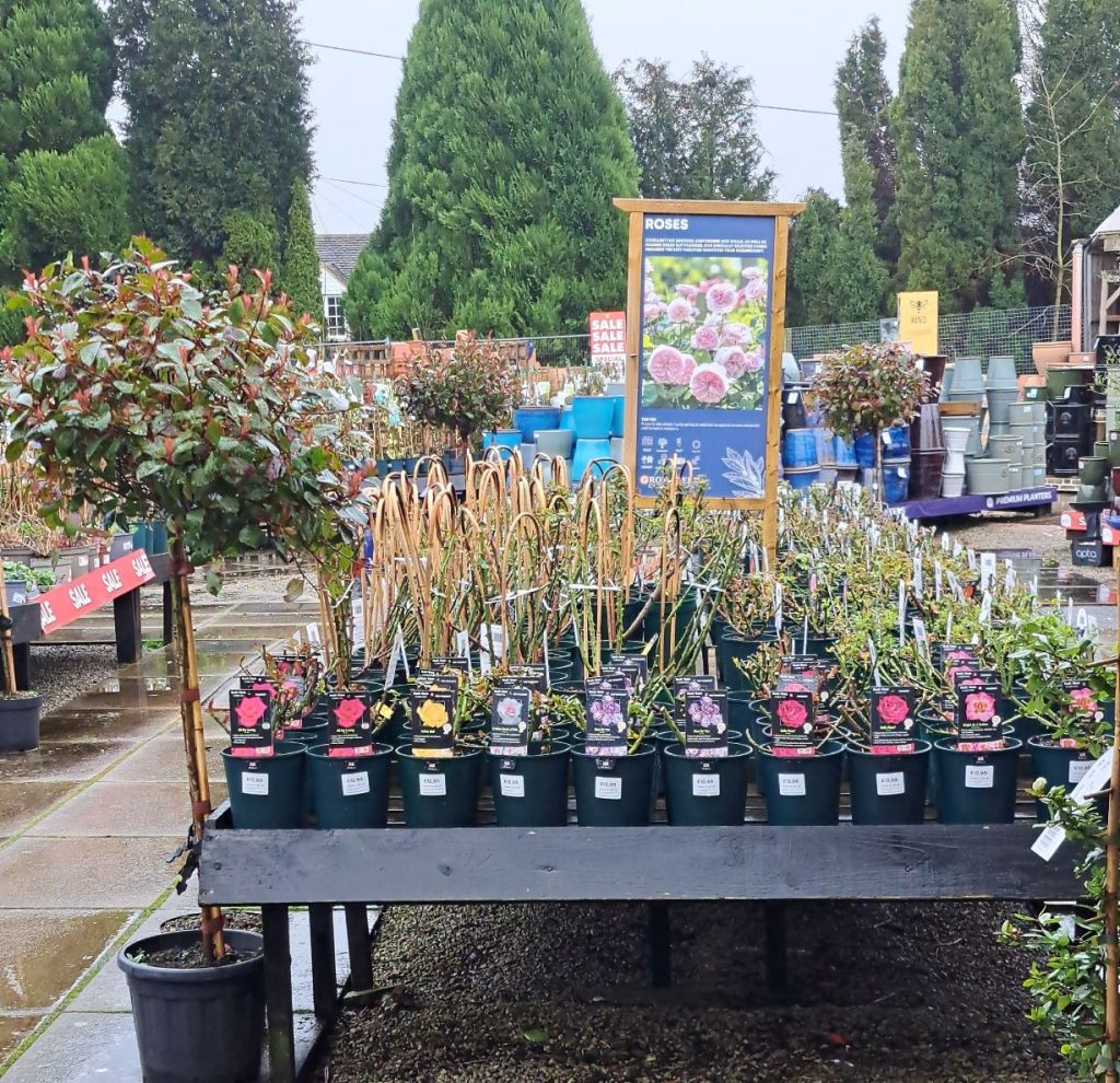 Roses ready for selling