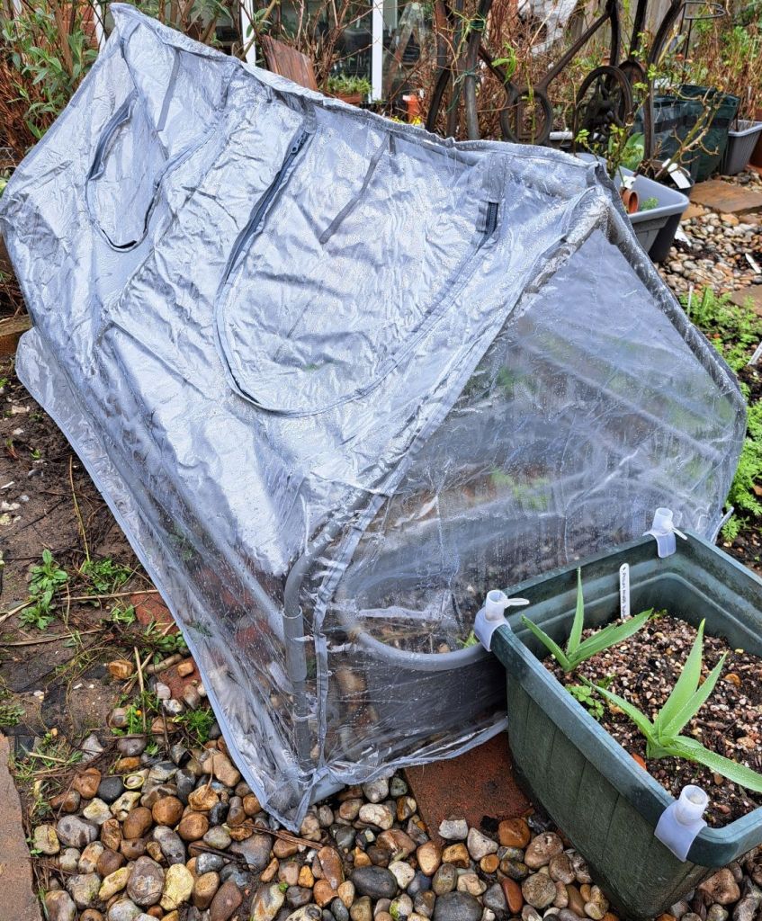 The new cloche in situ in my garden