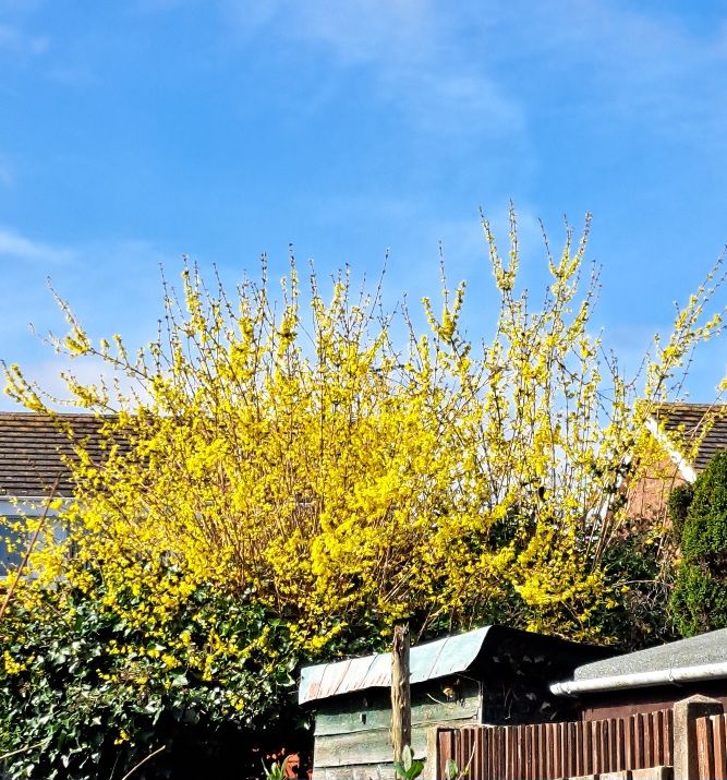 Large Forsythia against a blue springtime sky