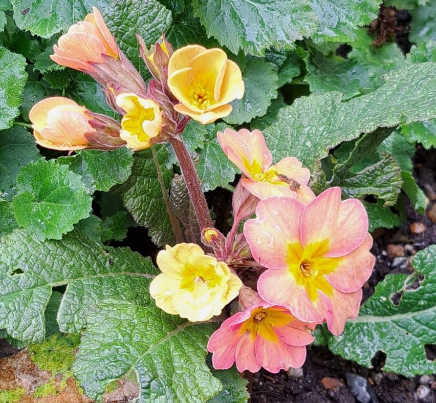 Pale pink Polyanthus