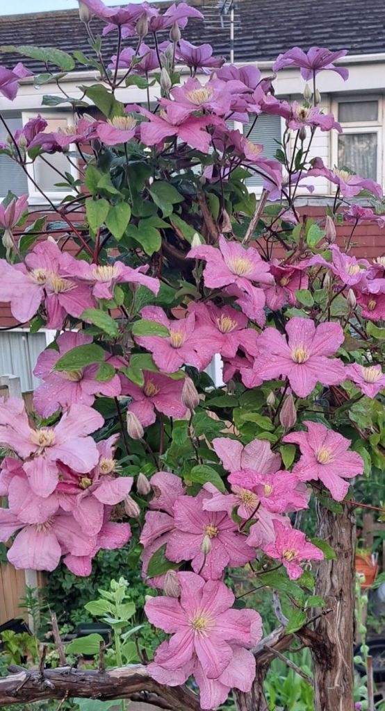 Pink large flowered midsummer flowering clematis
