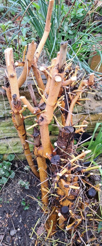 Pruned Cornus
