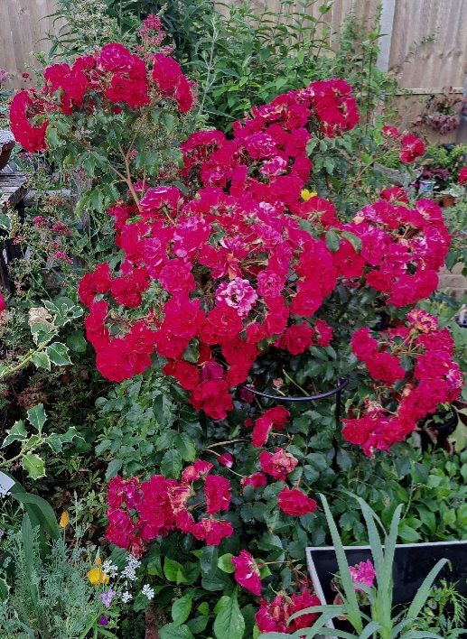 Floribunda Rose flowering in summer