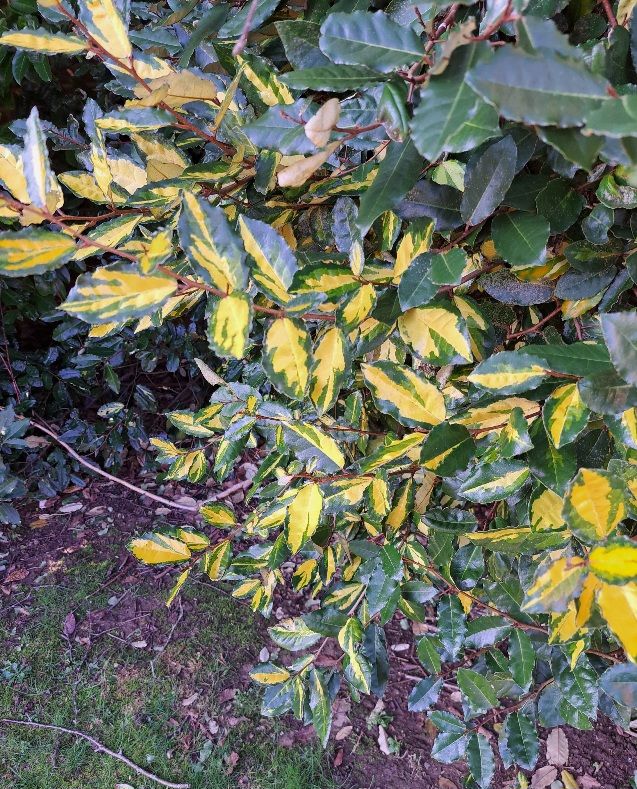 Photo of variegated bright yellow and green Eleangus leaves together with Eleangus leaves that have reverted to plain green