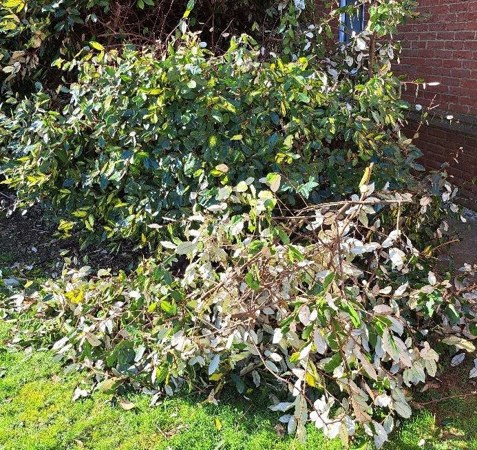 Eleangus half way through pruning