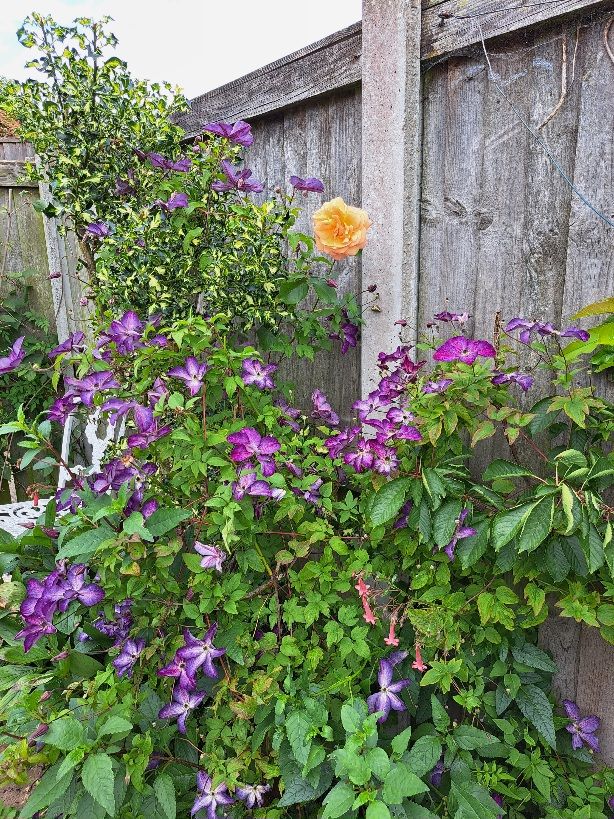 Clematis flowering in midsummer