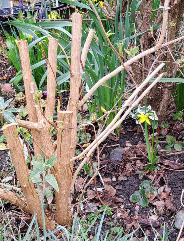 Buddleia after pruning