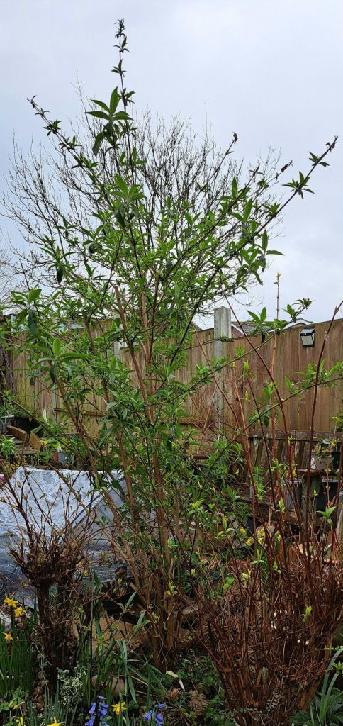 Buddleia before pruning