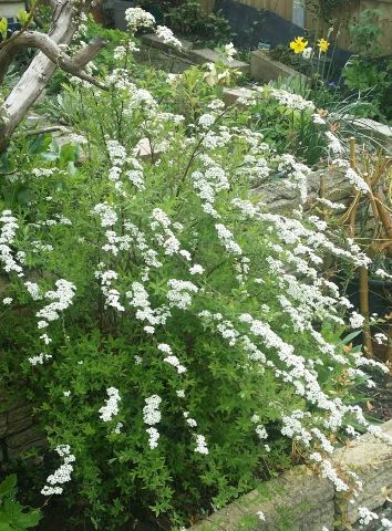 Pruning in the spring&nbsp;sunshine