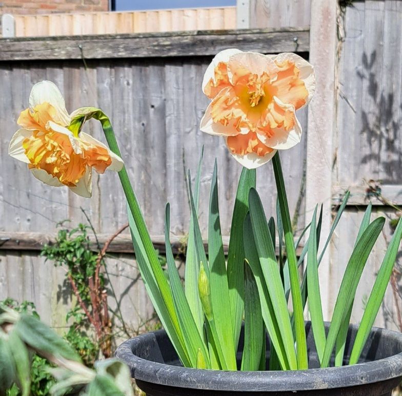 Cream and pale yellow frilled petal fancy Daffodils