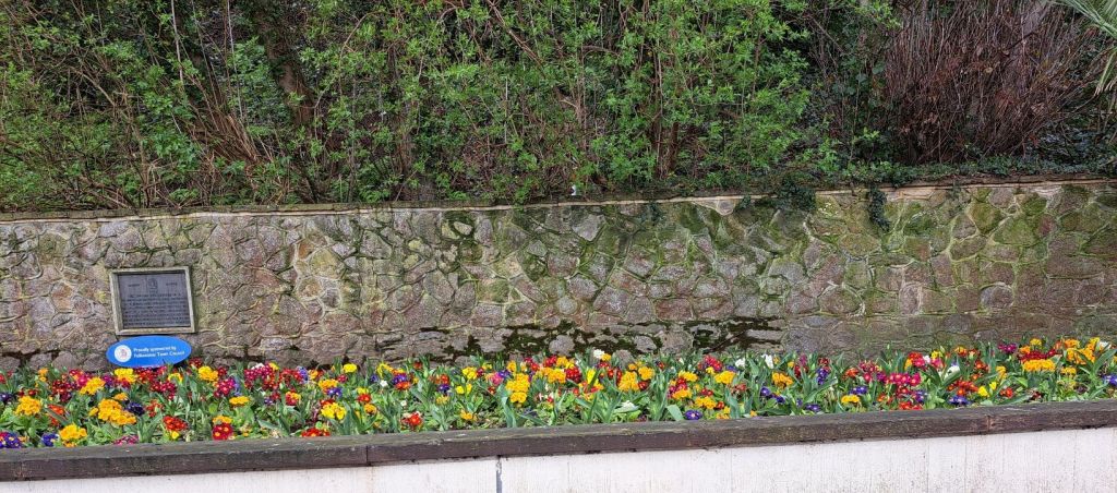 Local community border showing early spring yellow, white, blue and pink Polyanthus in stone wall backed borders.