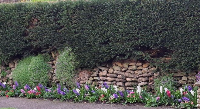 Blue, white and pink Hyacinth border backed by drystone wall with cascading aubretia