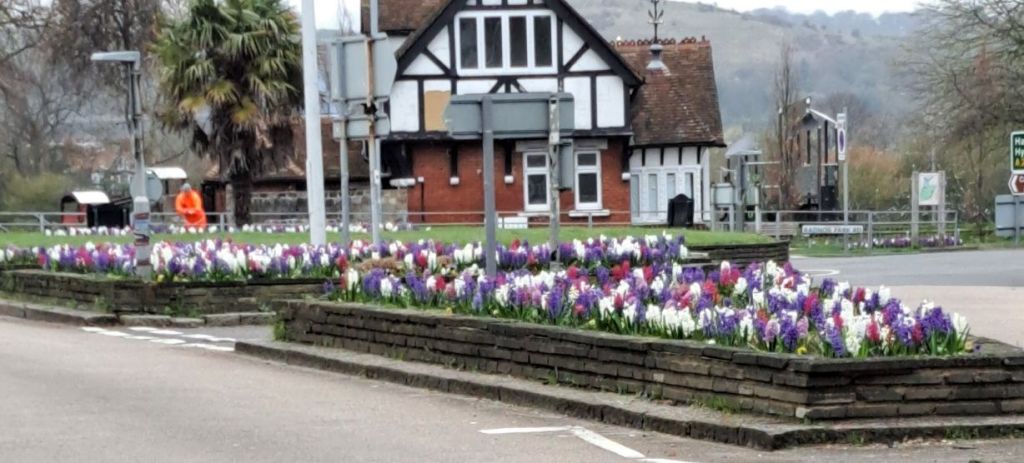 Raised beds filled with Hyacinths in front of clocktower
