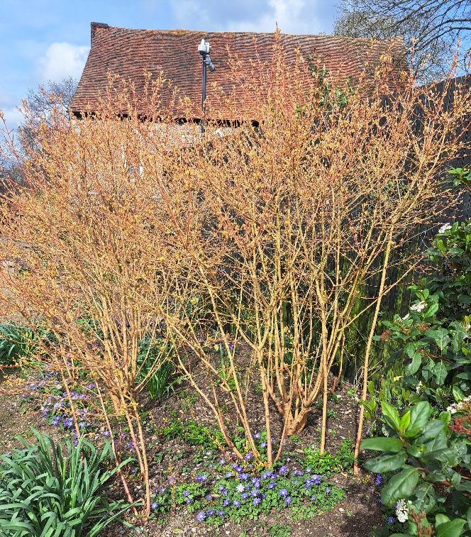 Very early spring border showing fresh young vibrant foliage and blued windflowers