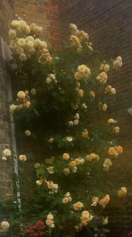 Yellow rose growing against a house wall