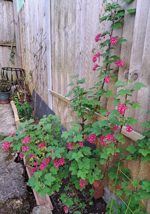 Deep pink Ribes (Flowering Currant) growing against wooden fence