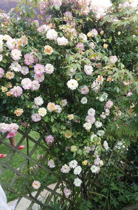 White climbing rose against freestanding wooden trellis