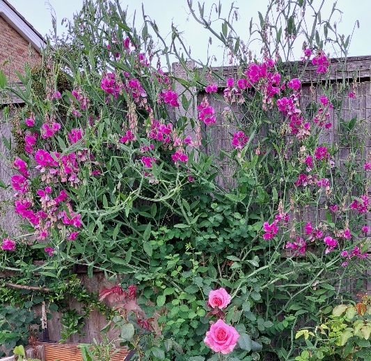 Deep pink everlasting sweet pea growing against plastic mesh