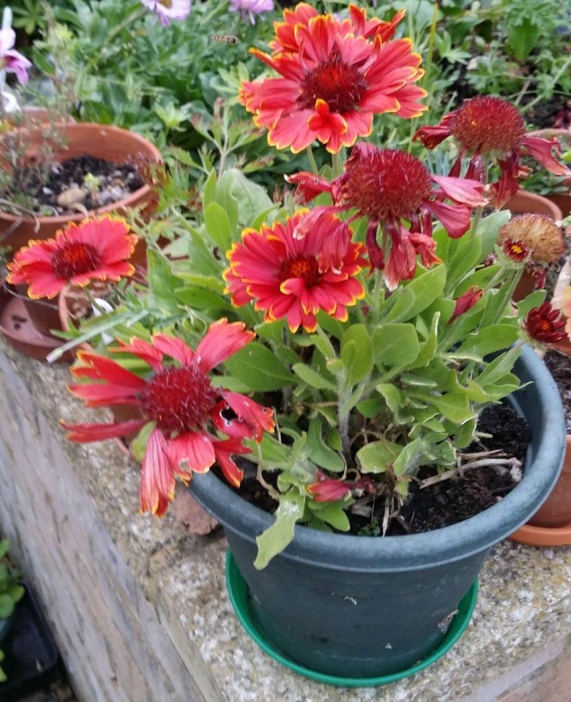 Blanket flower - orangey/ red large daisy with yellow edge to petal like a colourful blanket