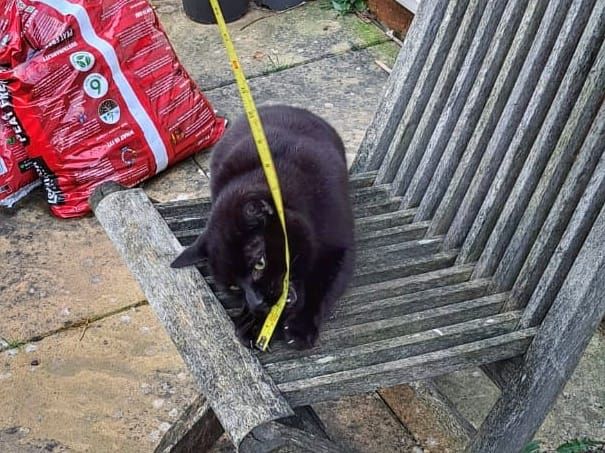 Black cat inspecting tape measure to be used for making raised beds