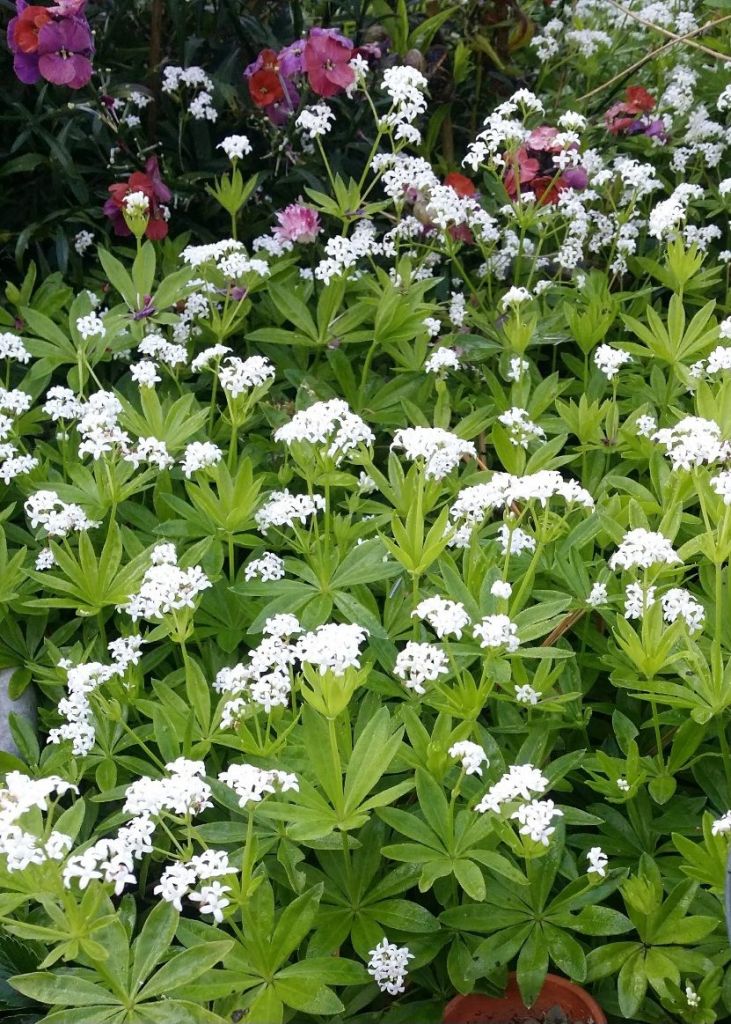 White Sweet Woodruff grown as ground cover