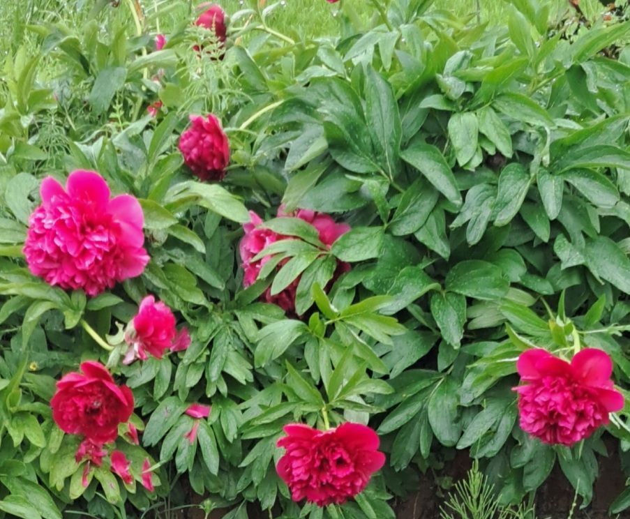 Deep pink/Red Peony
