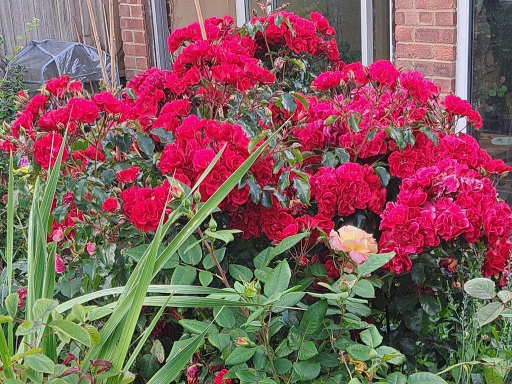 June in the&nbsp;garden