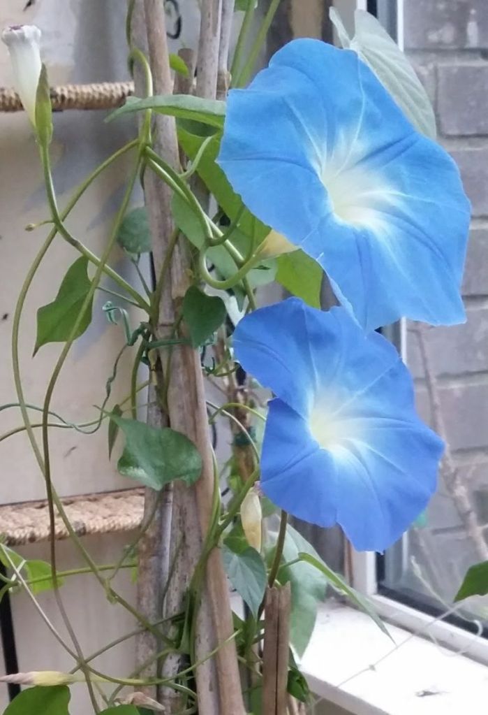 Ipomea (Morning Glory) Heavenly Blue. Sky blue trumpet shaped flowers on large leaf twining tender climber