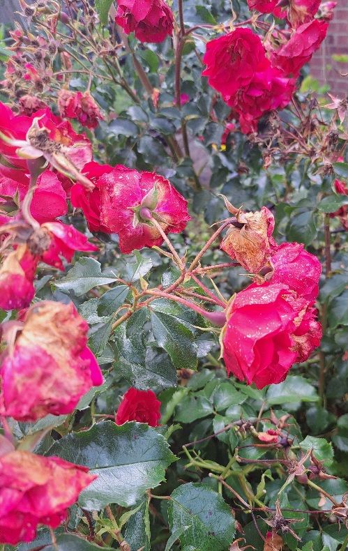 Rose petals going brown. Almost ready to be gently removed in order to develop hips