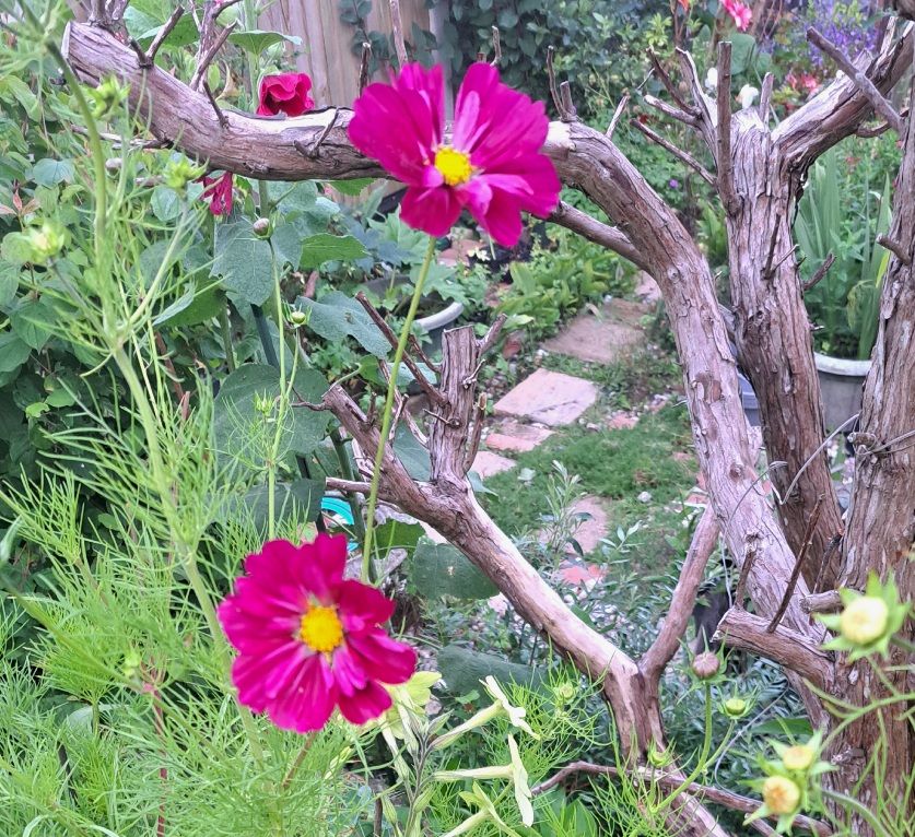 Beautiful,vibrant cerise Cosmos